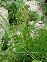 RG001 0485 Rumex americanum.jpg