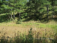 Teocintle 137 Zea diploperennis.jpg
