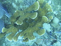 NE018 0508 Acropora palmata.jpg