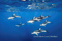 MN6FS 0017 Lagenorhynchus obliquidens.jpg