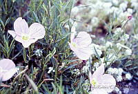 242 Oenothera sp..jpg