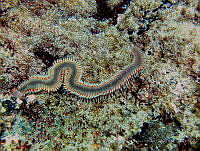 CMGV0018 Eurythoe complanata.jpg