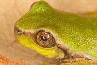 ECA0259 Plectrohyla arborescandens.jpg