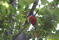 MAGB0010 Trogon mexicanus.jpg