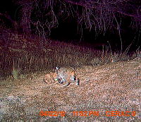IE003 0012 Lynx rufus.jpg
