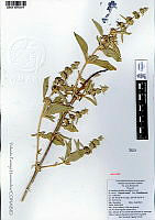 YPH0480 Buddleja sessiliflora.jpg