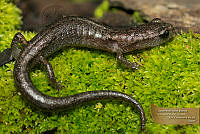 36_ECA0036 Chiropterotriton orculus.jpg