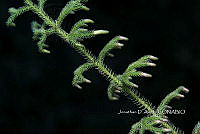 Zongo 0009 Palhinhaea cernua.jpg