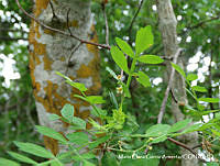 MEGA 0593 Bursera laxiflora.JPG
