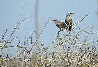 ZISH 0005 Campylorhynchus yucatanicus.jpg