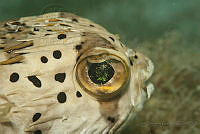 IDG1691 Diodon holocanthus.jpg