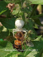 MN6F0108 Misumena vatia.jpg