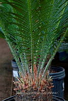 IMDOC 5729 Cycas revoluta..jpg