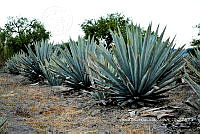 RG019 0340 Agave americana.jpg