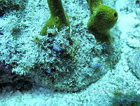 NE018 0752 Risbecia nyalya.jpg