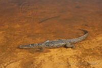 OAO0331 Crocodylus acutus.jpg