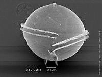 DJ017-99 Protoperidinium cerasus.jpg