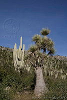 MASM00442 Beaucarnea gracilis.jpg