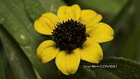 SM0243 Sanvitalia procumbens.jpg