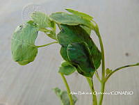 ZG007 0118 Porophyllum ruderale.jpg