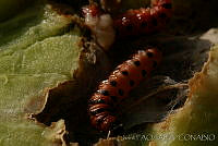 OIEA0087 Cactoblastis cactorum.jpg