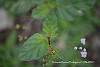 RRR0107 Boerhavia erecta.jpg