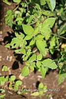 SG002 0102 Waltheria indica.jpg