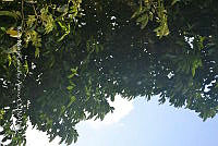 SG019 0440 Diospyros nigra.jpg