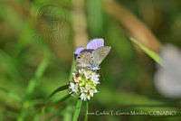 JCGM03251 Hemiargus ceraunus ssp. gyas.jpg