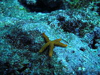 VDLCF0528 Copidaster lymani.jpg