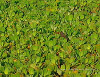 TE001 0176 Hábitat Caiman crocodilus.jpg