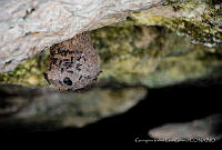 GILG01 Vespidae.jpg