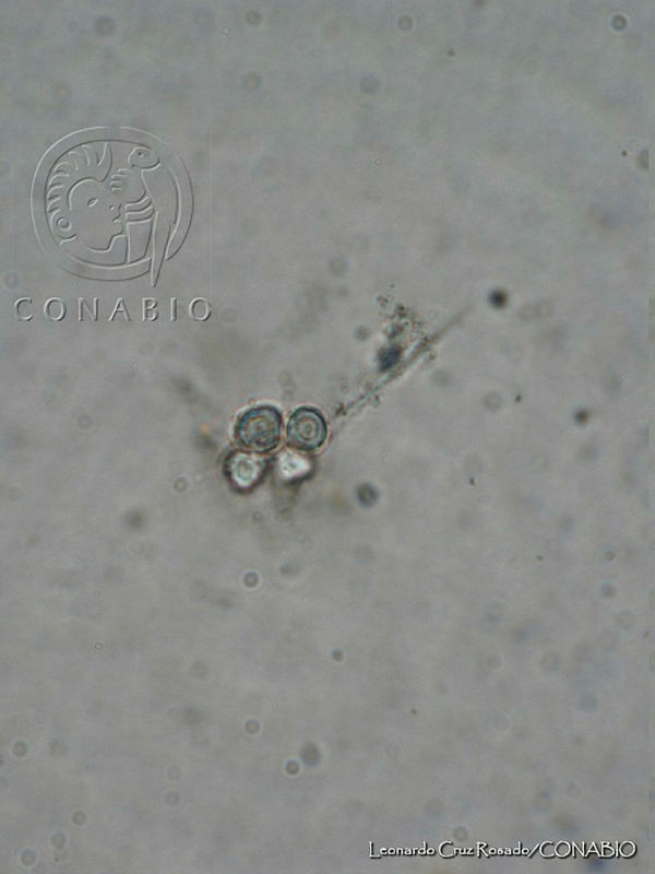LCR0005%20Diacanthos%20belenophorus.jpg.jCeci4H0MfkBXyVhQA3g0JtbmFja29CbnFuZ3NAbXJ6LGtwZwA.Gi2iyyW0tI