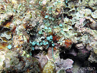 UNAMCCS-0022 Caulerpa peltata.jpg