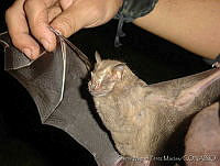 OMPM0003 Artibeus lituratus.jpg