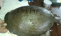 NE017 363 Dermatemys mawii.jpg