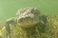 OAO0358 Crocodylus acutus.jpg