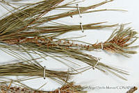 MASM06795 Pinus oocarpa.jpg