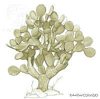 RR0050 Opuntia streptacantha.jpg