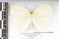 JF018 0055 Eurema albula celata.jpg