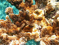 NE018 0208 Acropora palmata.jpg