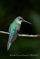 RTF027 Pampa curvipennis subsp. excellens.jpg