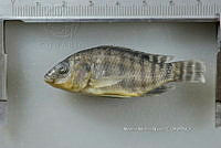 NE002 0256 Oreochromis spp.JPG