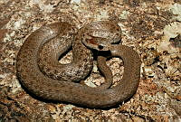 ECA0307 Storeria storerioides.jpg