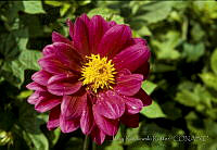 3868 Dahlia pinnata.jpg