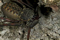 MASM04914 Phrynus sp..jpg