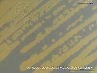 AAVA007 Pseudomonas syringae.jpg
