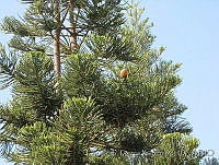 ETBOO43 Araucaria columnaris.jpg