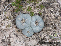 MGE0163 Lophophora williamsii.JPG
