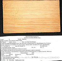 CMyFO 01011 Pinus teocote.JPG